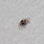 Wall spider, baseboard spider or stucco spide