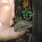 Slug