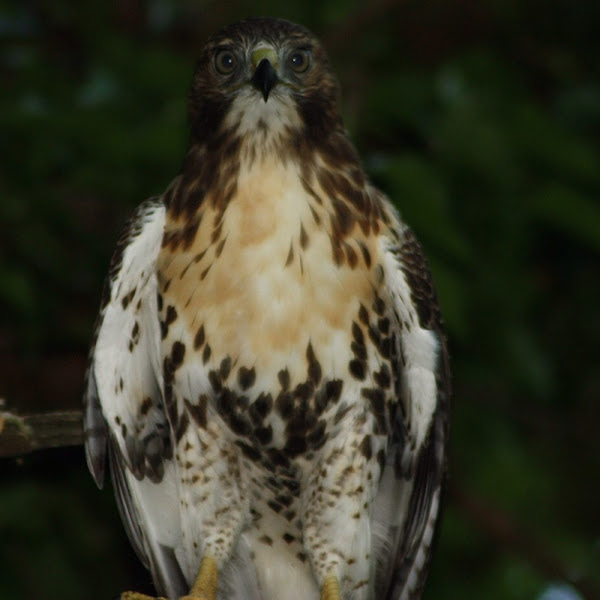 Red-tailed Hawk | Project Noah