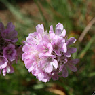 sea thrift