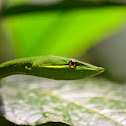 Bejuquilla Verde