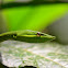 Bejuquilla Verde
