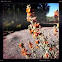 Desert Globemallow