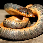 Red Bellied Water Snake