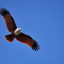 Bahminy Kite