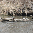 red eared slider