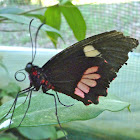 Iphidamas Cattleheart