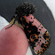 Spanish moth