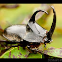 Escarabajo Rinoceronte
