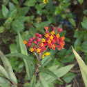 Tropical Milkweed