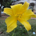 lírio-de-são-josé,