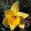Daffodil