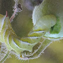 Carolina Sphinx (Tobacco Hornworm)