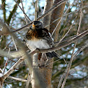 Fieldfare