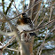 Fieldfare