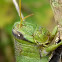 Grasshopper