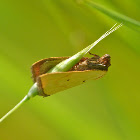 Black-bordered lemon moth