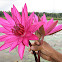 Red water-lily