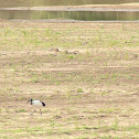 African Sacred Ibis
