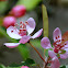 Wild Crabapple