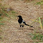 Black-Billed Magpie