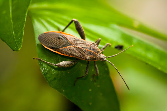 Spotting Image 1