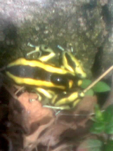 Spotting Image 1