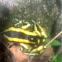 Rana