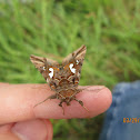 Bilobed Looper Moth