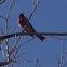 Male House Finch
