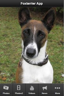 How to get Foxterrier App lastet apk for bluestacks