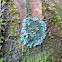 Shield Lichen