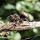 Spiders from Parana, Brazil / Aranhas do Parana