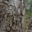 Crane Fly