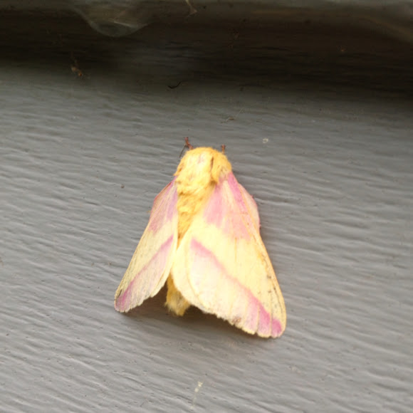 Spotting Image 1