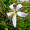 'Lisbon' Lemon Blossoms