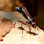 Paper Wasp