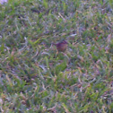 Mocking Bird