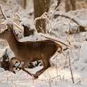 Red deer