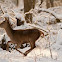 Red deer