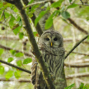 Barred owl