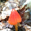Cone-shaped Hygrophorus