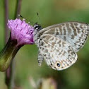 Cassius Blue Butterfly