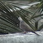 Spotted Dove