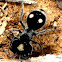Velvet ant-ics