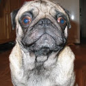 Pug
