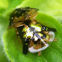 Tortoise Beetles