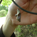 Red-Spotted Purple Chrysalis