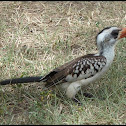 Red-billed Hornbill