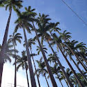 Palmeira imperial (Palm imperial)